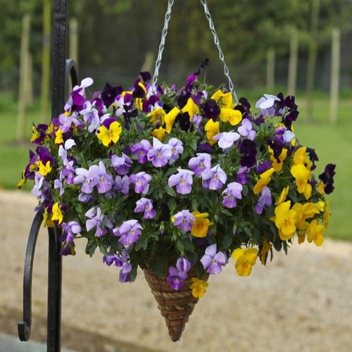 Trailing pansy freefall - 20,