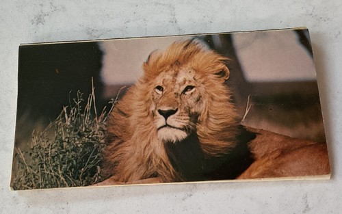 Vintage match book the lions - match,