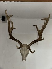 Antlers of Roe Taxidermy Horns