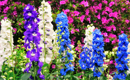Delphinium pacific giants mix - delphinium,