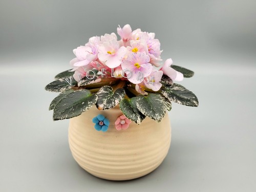 Rare african violet - rare,