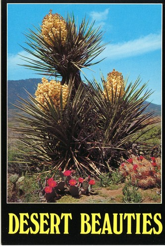 Arizona desert flowers yucca - desert,