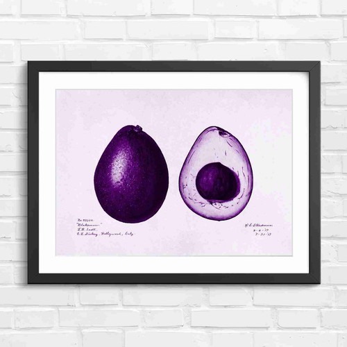 Avocado blakeman botanical - avocado,