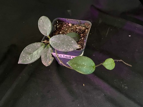 Hoya carnosa speckled - carnosa, splash"