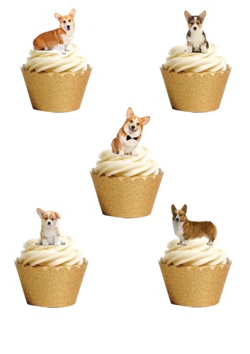 Stand corgi dog puppy - up,
