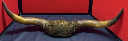 Vintage taxidermy cattle horns - vintage,
