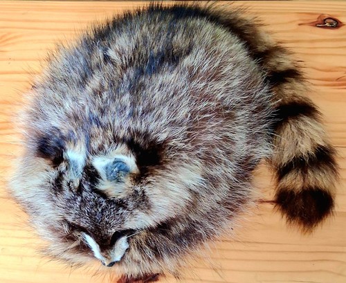 Raccoon hat 100 natural coon - natural,