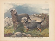 Dandie dinmont terrier dog - dog, &