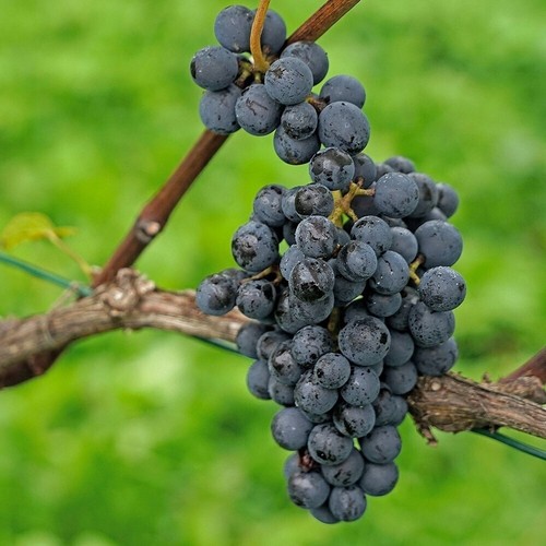Black grape pinot - noir,