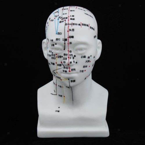 Meridian model human - model,