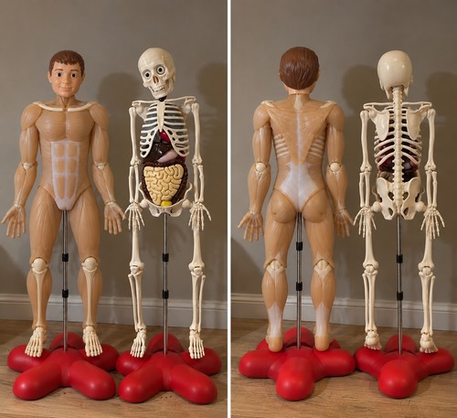 Complete funny bones skeleton - bones,