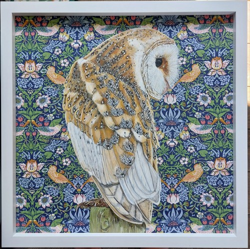 Original wild barn owl - wild,
