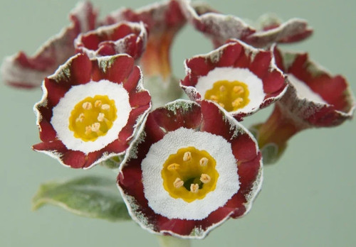 Primula auricula rolts plant - primula,