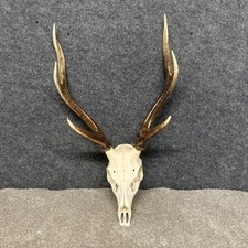 6 point Sika Deer Stag Skull