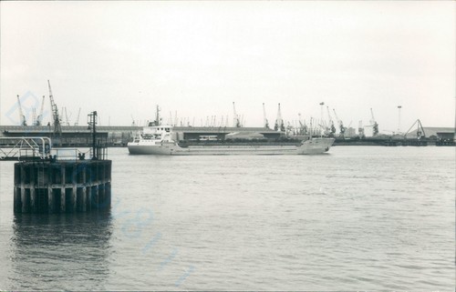 Dutch vanessa off gravesend - dutch,
