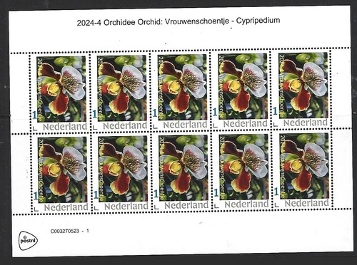 Netherlands 2024 orchid - netherlands,