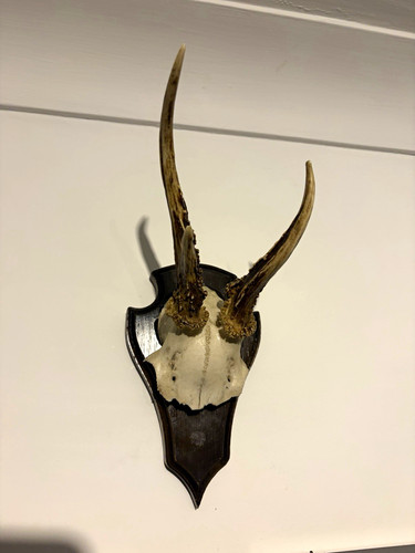Taxidermy deer mammal - taxidermy,