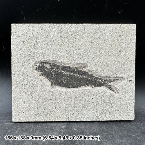 Knightia alta fish fossil - , in