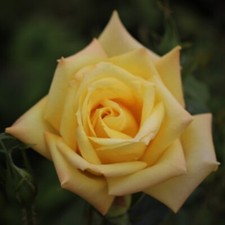 POTTED 2 LITRE HYBRID TEA ROSE