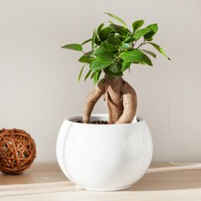 Indoor Bonsai Tree, Ficus