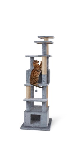 Pets home cat - pets, activity