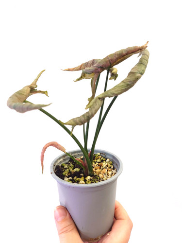 Rare syngonium pink rolli very - rolli,