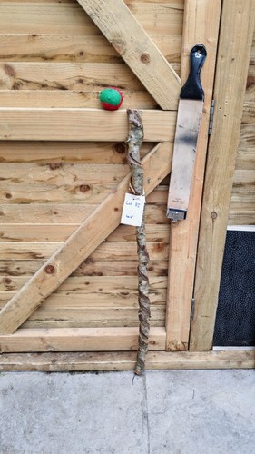 Twisted twisty wood birch - twisty,