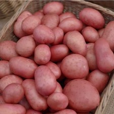 ROOSTER Seed Potatoes - High