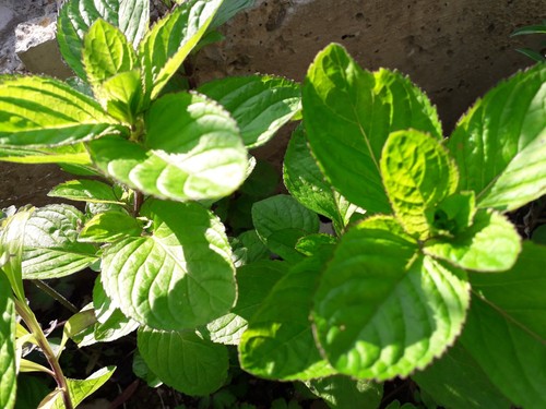 Eau cologne mint plant bare - mint,