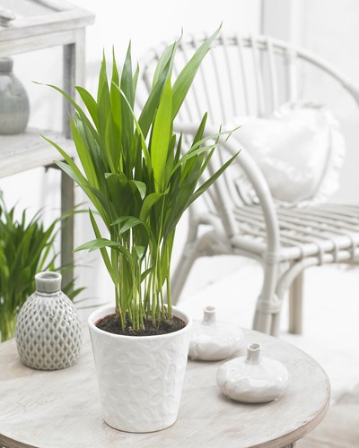 Areca palm dypsis - areca,