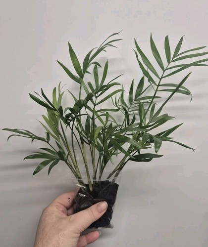 Parlour palm plant x10 well - parlour,