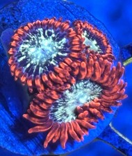 WWC Astral Shift High End Zoa