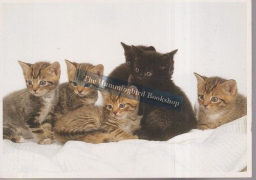 Kittens rspca advertising - kittens,