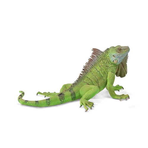 Collecta iguana - collecta,