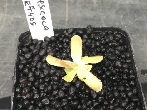 Pinguicula gypsicola sethos - x,