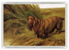 Sussex spaniel dog - sussex, fridge