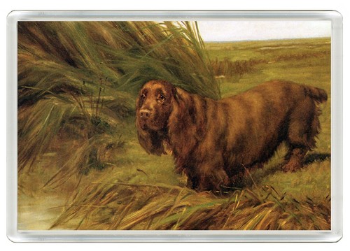 Sussex spaniel dog fridge - sussex,