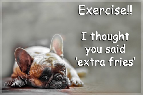 French bulldog pet dog funny - bulldog,