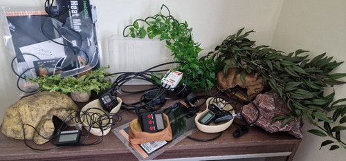 Vivarium walnuts 3ft - , big