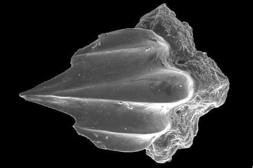 Triassic thaynes post permian - thaynes,