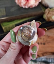 Large agate gastrod fossil - gastrod,