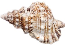 Giant Frog Seashells Brown Tan