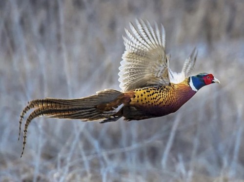 Ring neck pheasant - ,