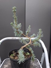 cedrus atlantica glauca blue