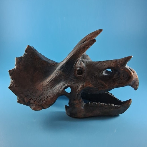 Dinosaur triceratops skull - dinosaur,