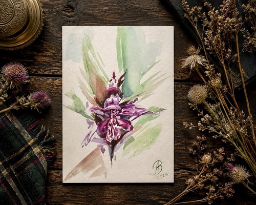 Original scottish wild orchid - scottish,