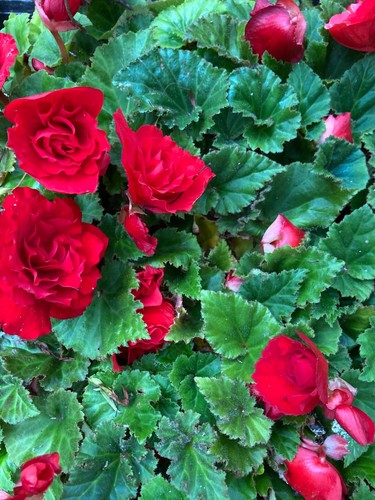 Ten red trailing hardy - hardy, begonia