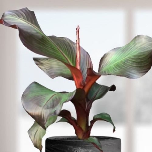 Musa ensete red - red, abyssinian