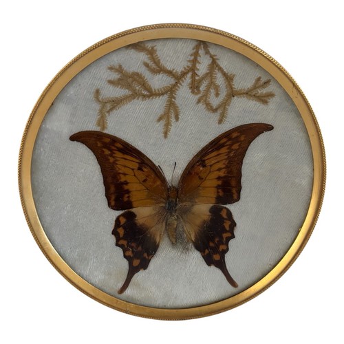 Vintage framed taxidermy
