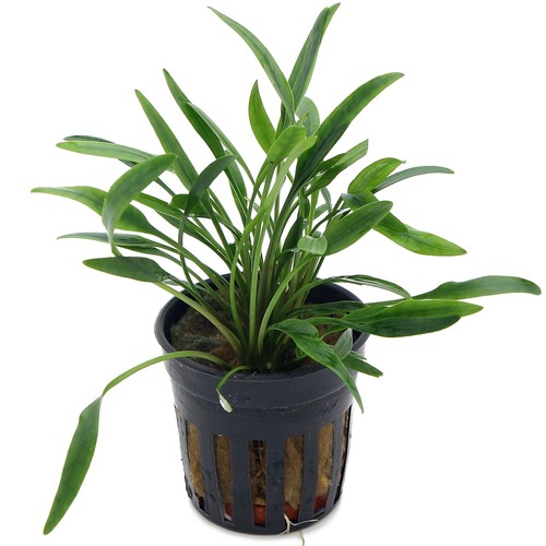 Cryptocoryne nevellii live - nevellii,